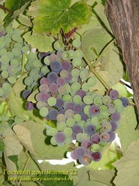 Фото "Гроздь винограда".